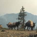 The travails of fighting fire in wilderness: Fly in helicopters but rely on mule teams for supplies