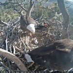 11 bald eagles seen Saturday in Southern California