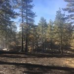 Fire restrictions lowered on the San Bernardino National Forest