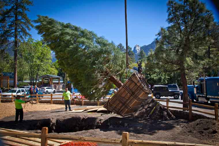 Three sequoias transferred to Idypark