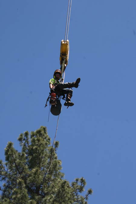 Old Sequoia felled at Community Church