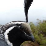 Quail team looks for citizen scientists