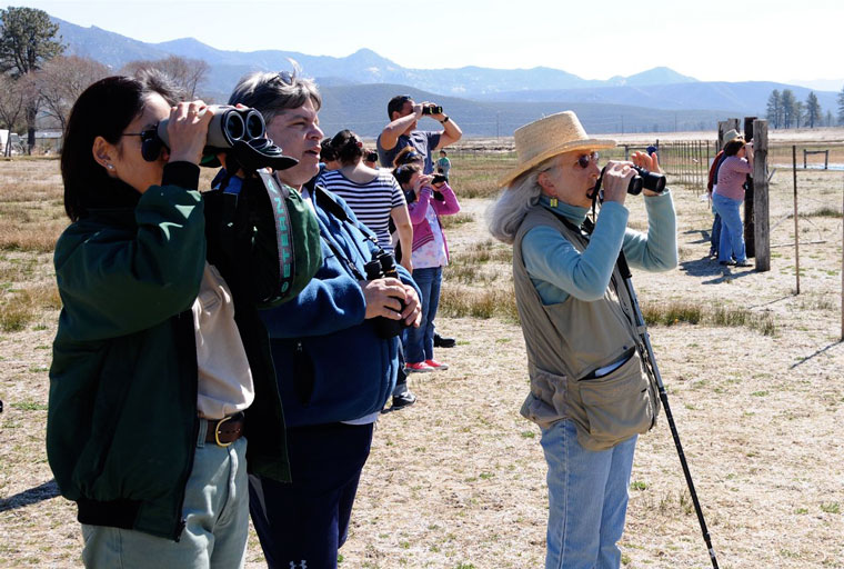 Bald eagle population stabilized, yearly count canceled