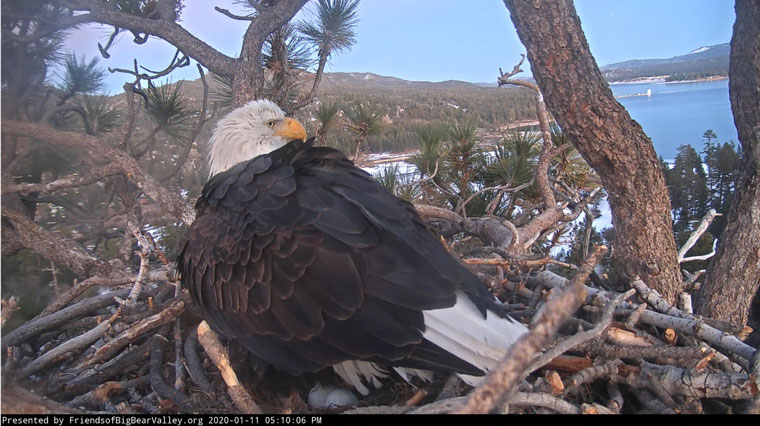 Second egg laid at bald eagle nest in Big Bear