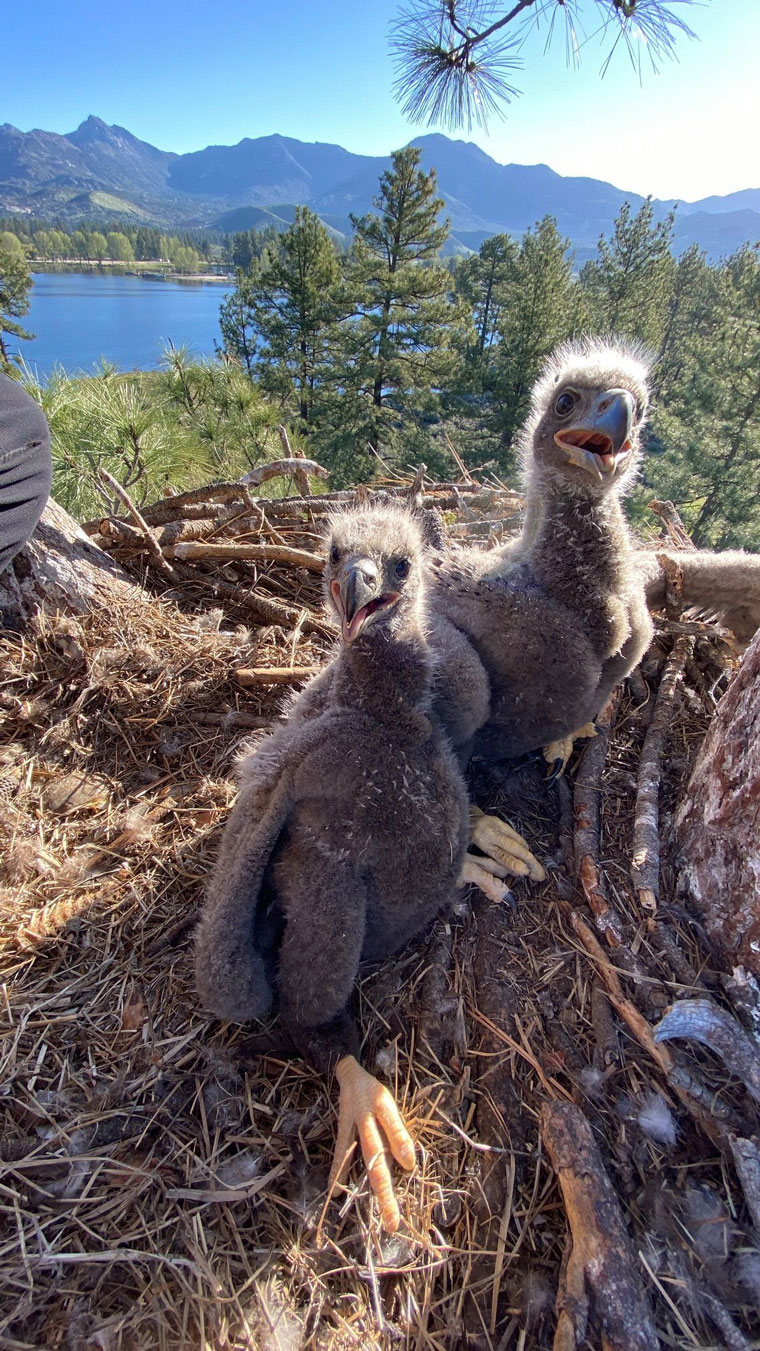 Lake Hemet has two new residents