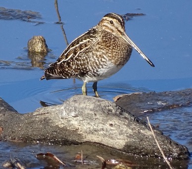 Idyllwild Christmas Bird Count results