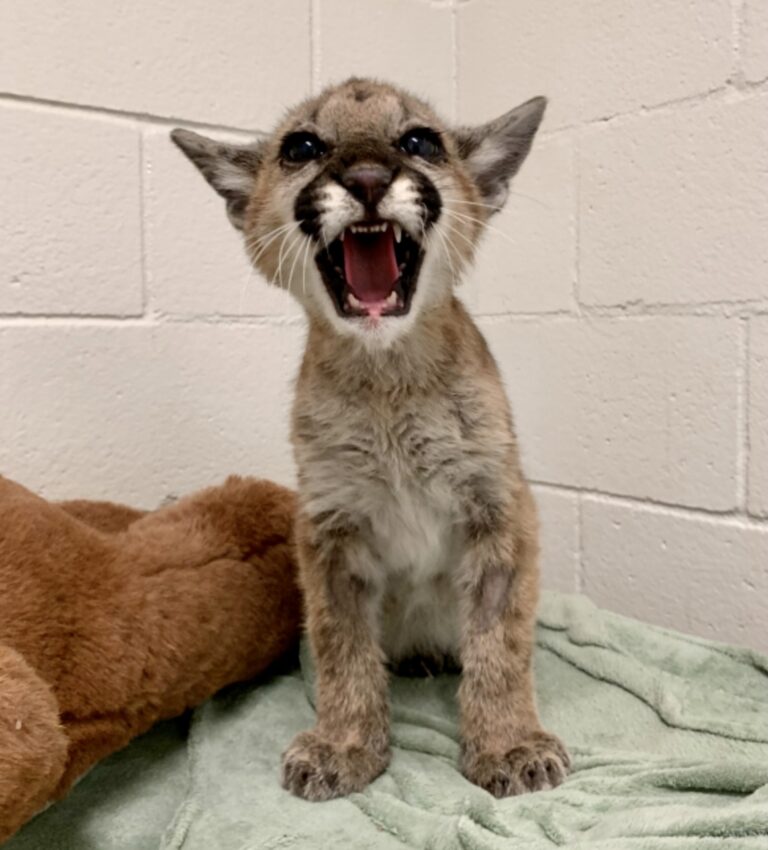 Rescued mountain lion seeking name