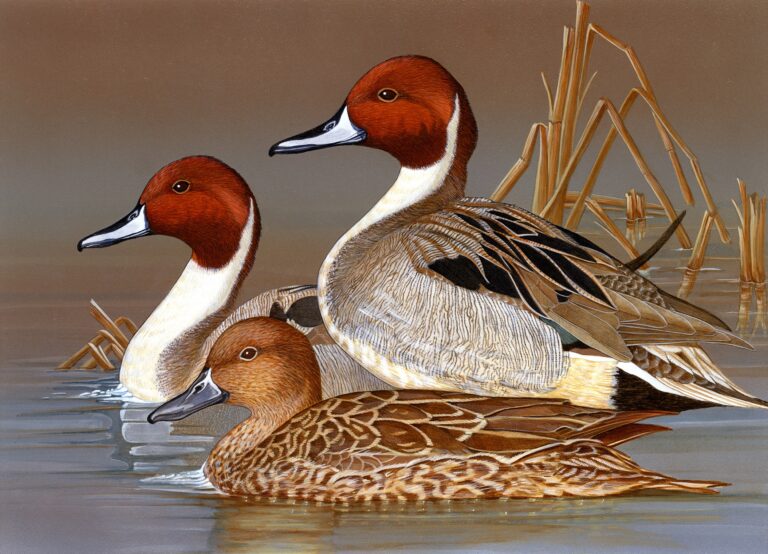 CDFW seeks artists to enter annual California Duck Stamp Art Contest