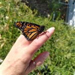 Though not listed as endangered, this butterfly really is