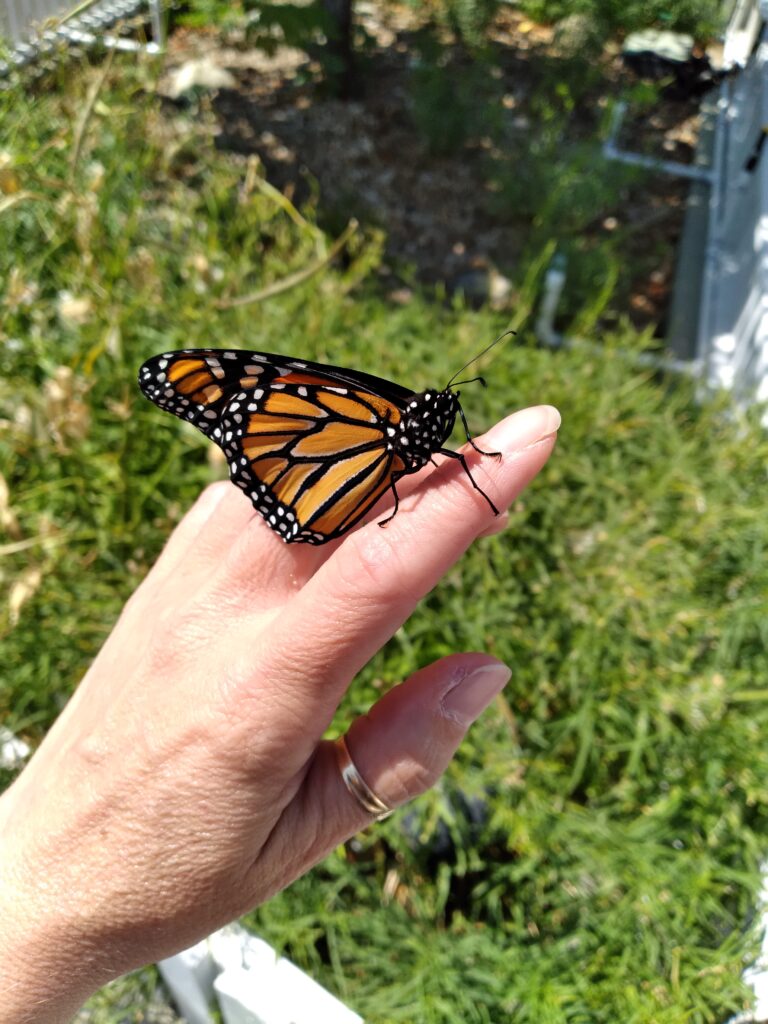 Though not listed as endangered, this butterfly really is