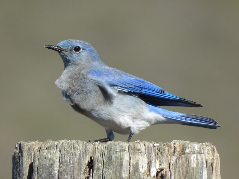 Volunteers annually count birds in Audubon event