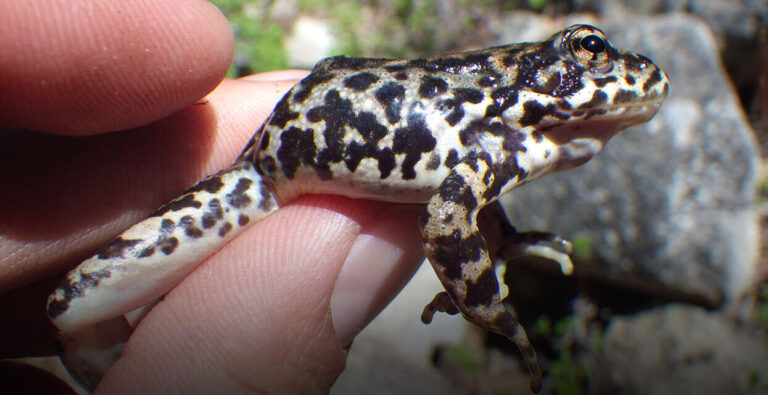 Desperately seeking endangered frogs