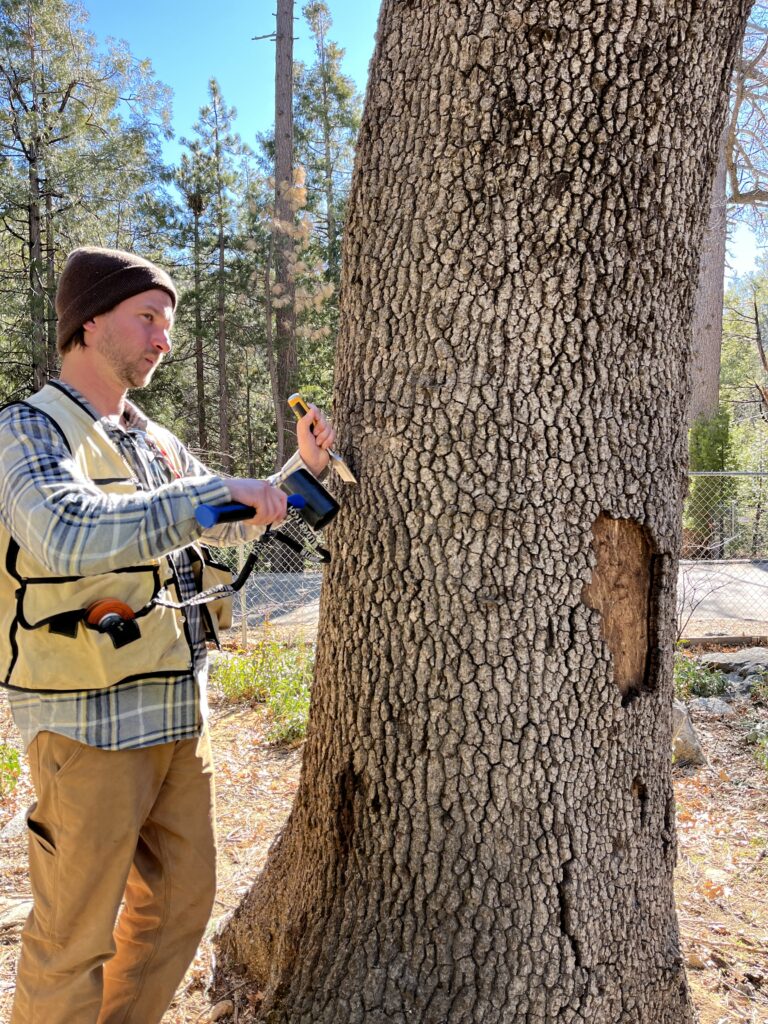 Fire Safe Council plans community event for Gold-spotted Oak Borer