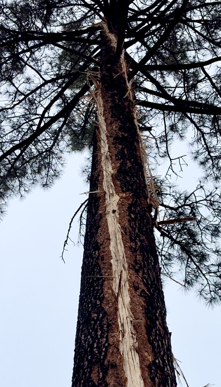 Lightning strike in Idyllwild causes damage