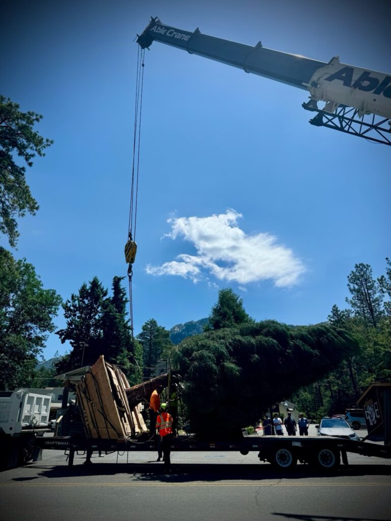 PCWD Donates New Tree to Idyllwild Park