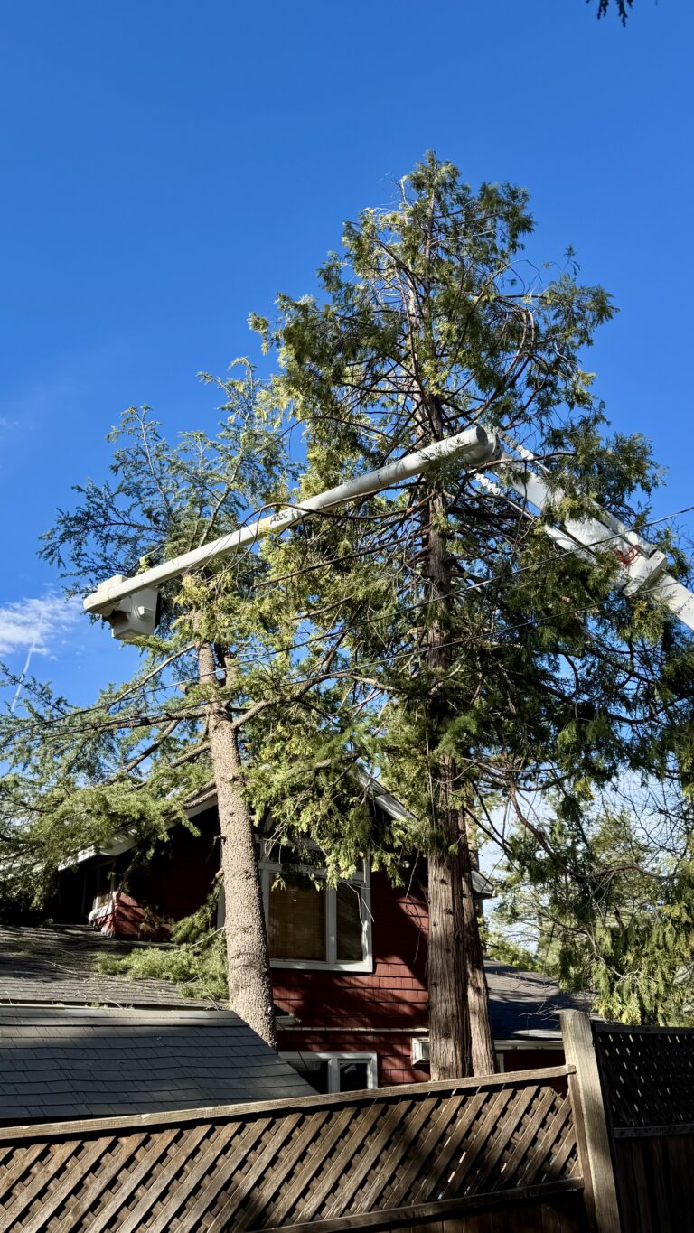 Silver Pines survives falling trees