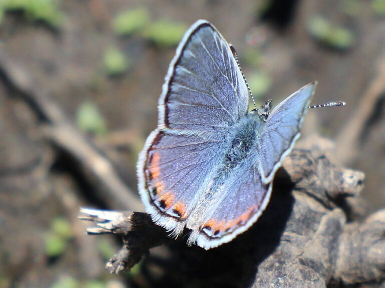 Butterfly Daze at Nature Center to feature larger aviary, more species