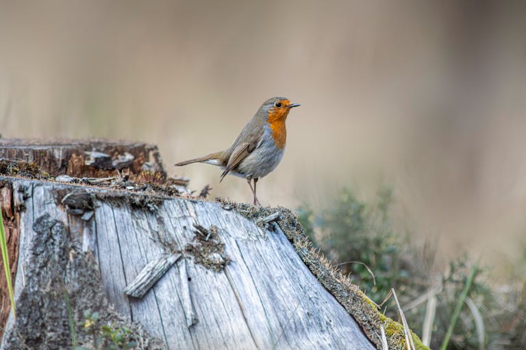 A European robin perched on a rustic tree stump, showcasing its distinctive plumage.
