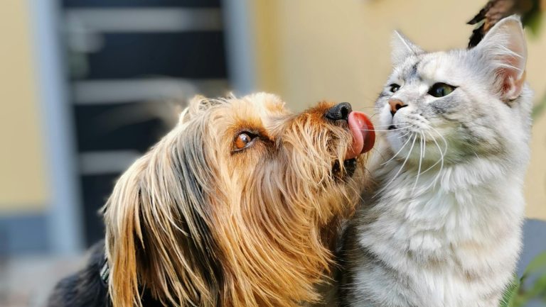Cute dog playfully licking a cat while enjoying a sunny day outdoors.