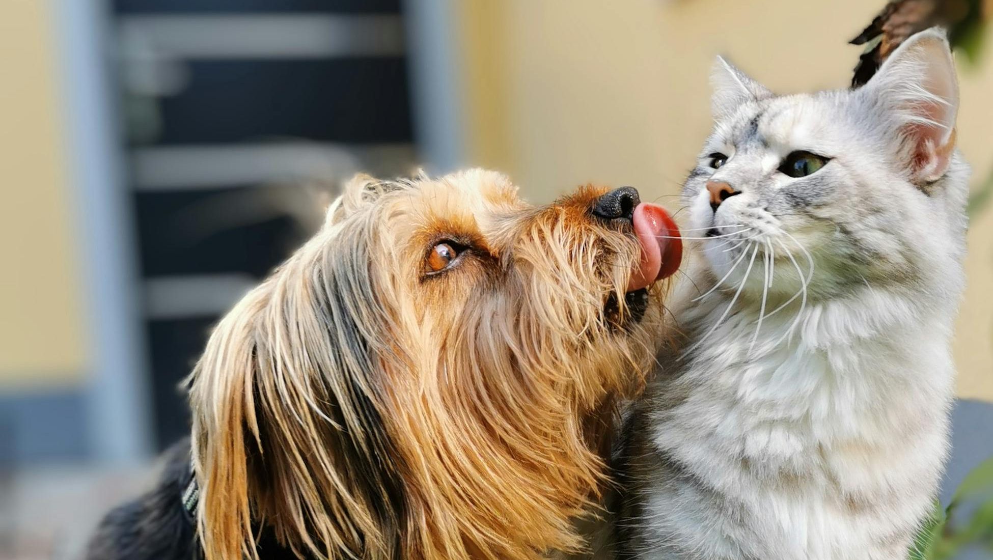 Cute dog playfully licking a cat while enjoying a sunny day outdoors.