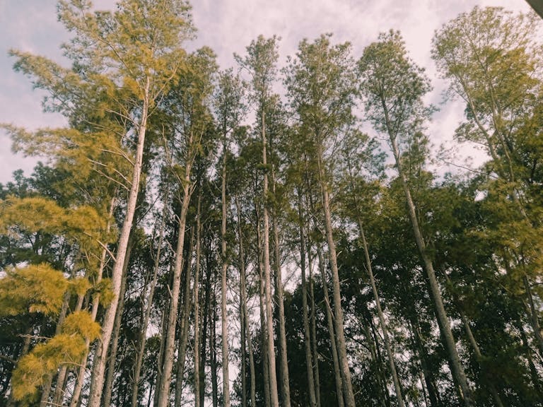 Looking up at tall pine trees with green foliage against a cloudy sky.