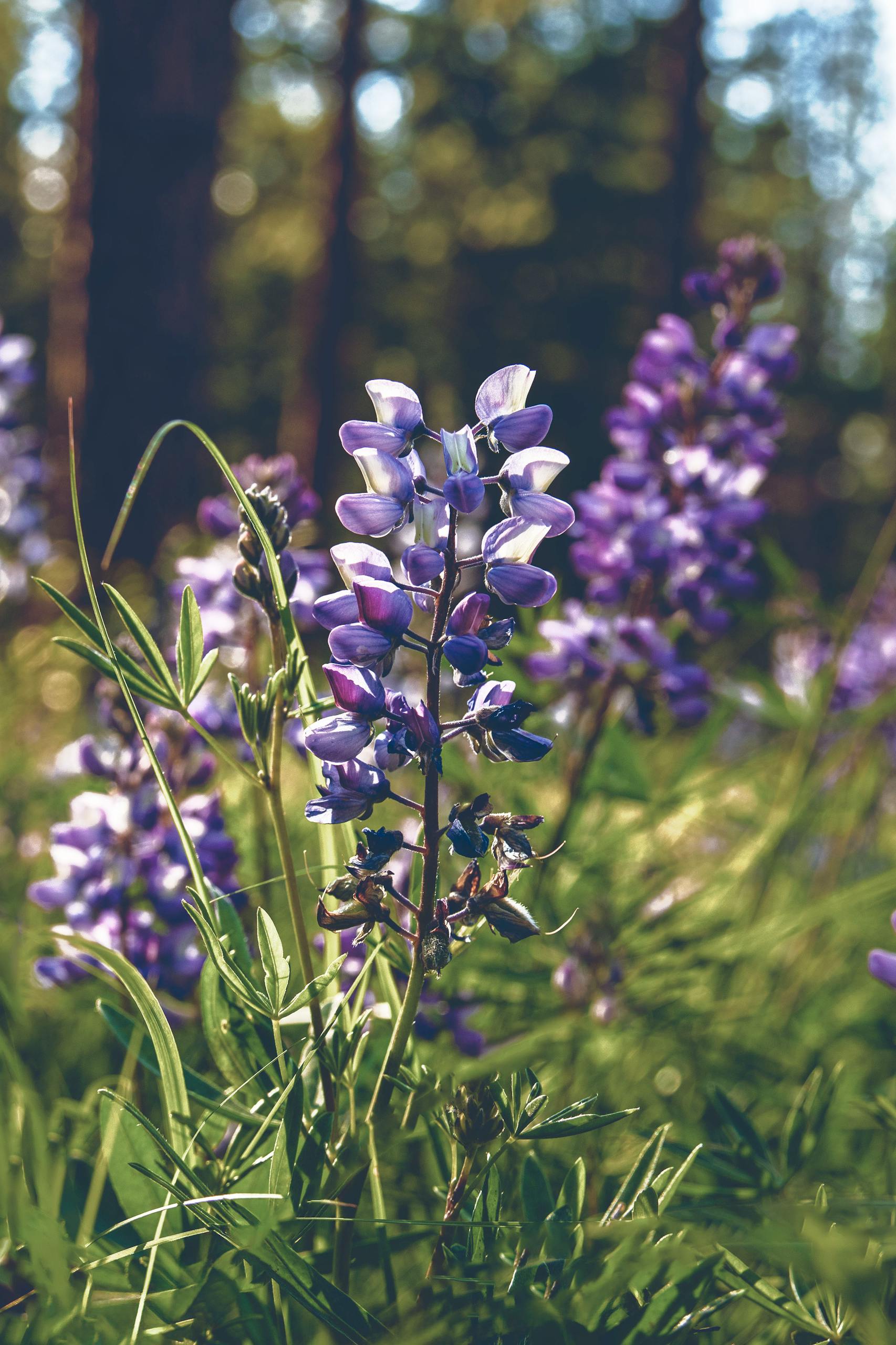 Purple lupine flowers bloom in a sunny Washington forest meadow during springtime.