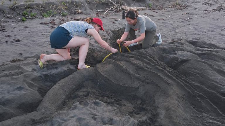 Idyllwild Arts students conserving turtles in Costa Rica