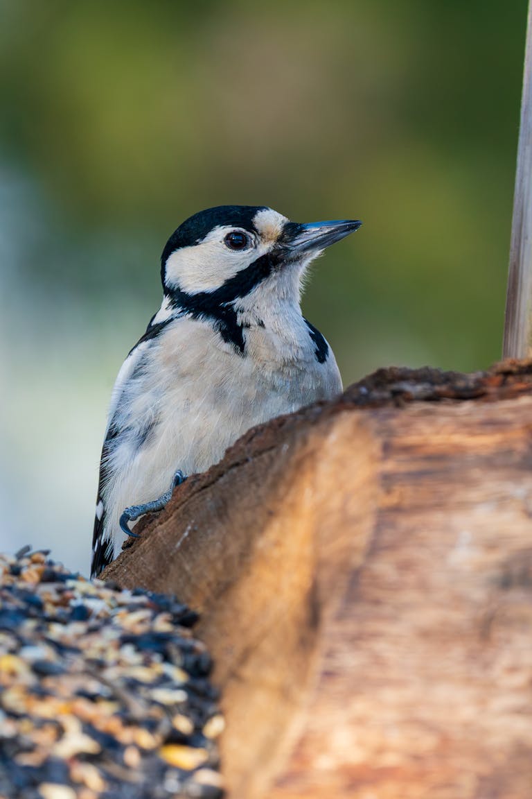 Close-up of a black and white woodpecker perched on a tree in a natural outdoor setting.