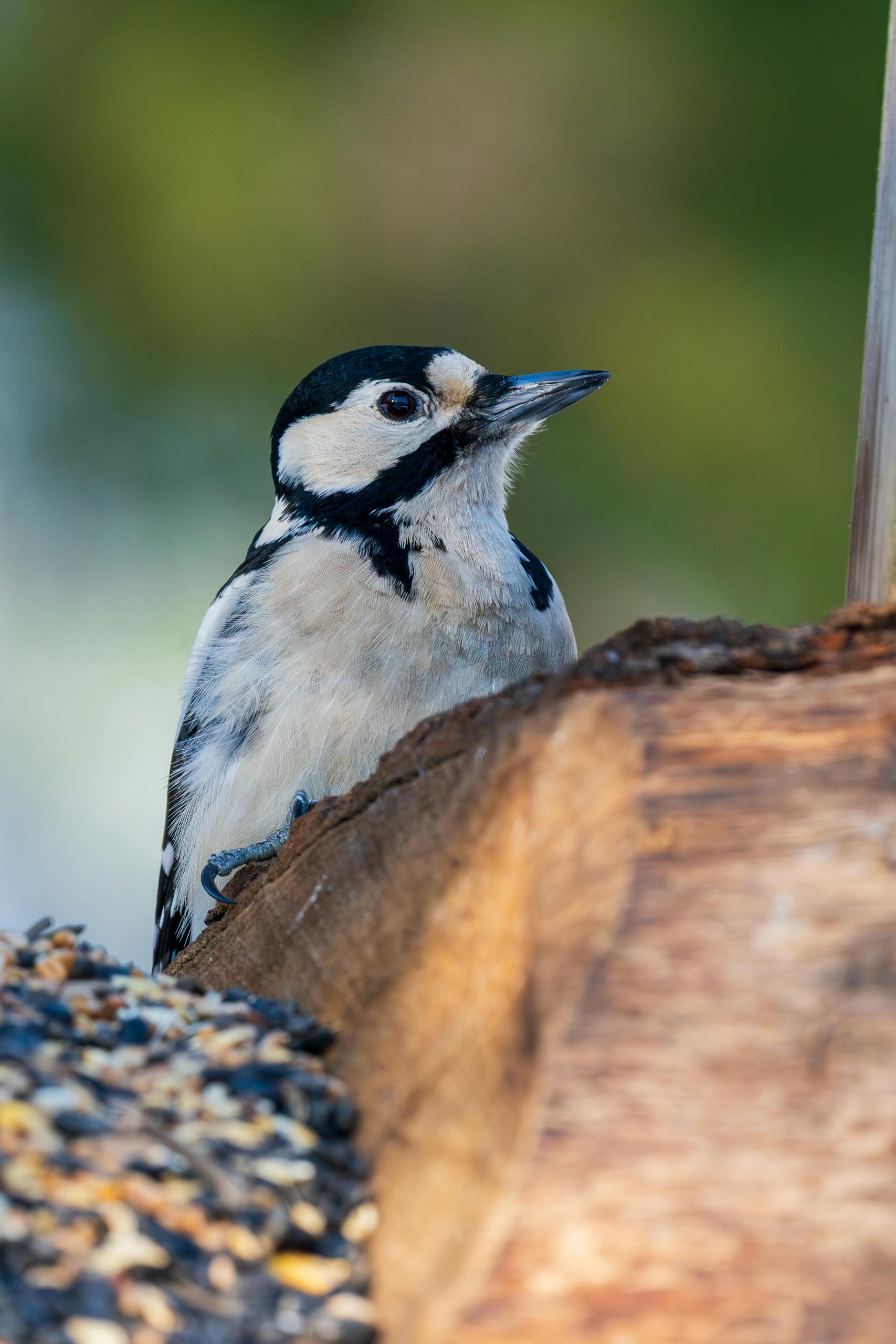 Close-up of a black and white woodpecker perched on a tree in a natural outdoor setting.