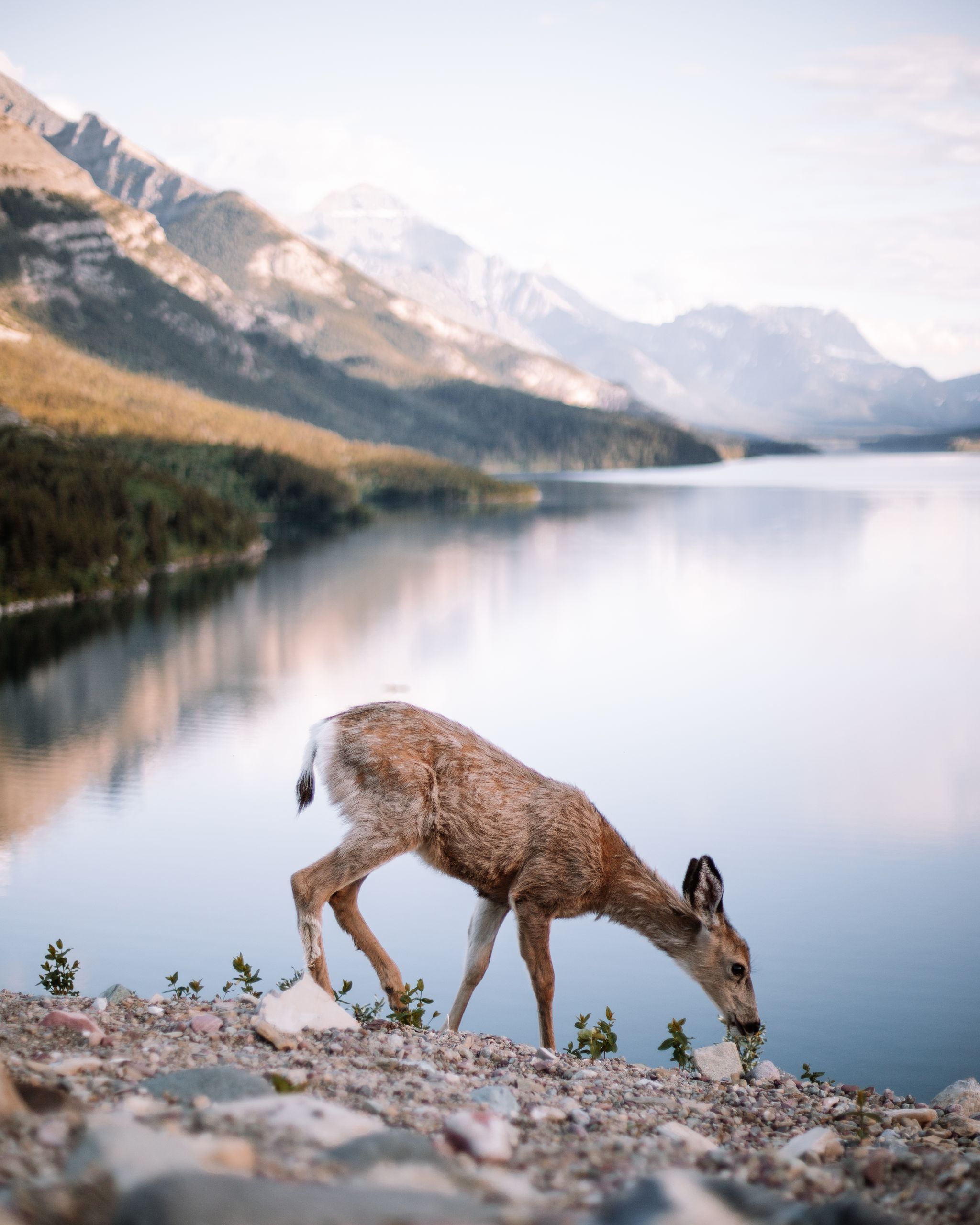 A serene view of a deer near the tranquil waters of Waterton Lake, Alberta, with mountains in the background.