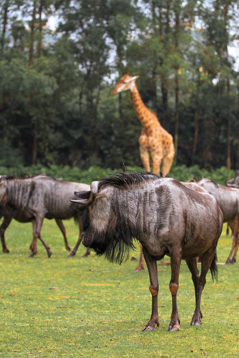 A peaceful scene of a giraffe and wildebeests in the African savannah.