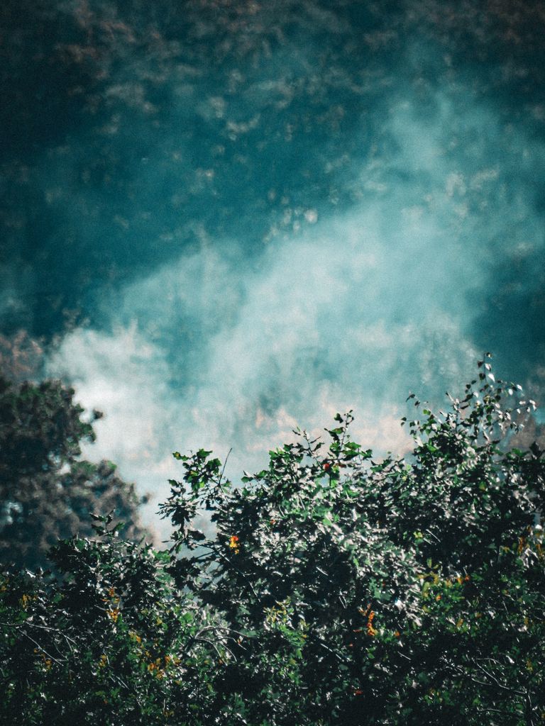 Dense green forest with a mysterious smoky atmosphere, creating an intriguing nature scene.