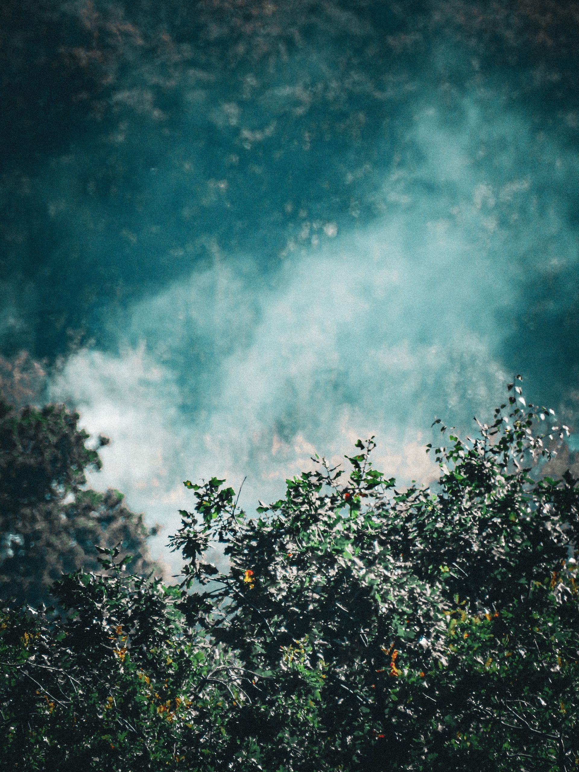 Dense green forest with a mysterious smoky atmosphere, creating an intriguing nature scene.