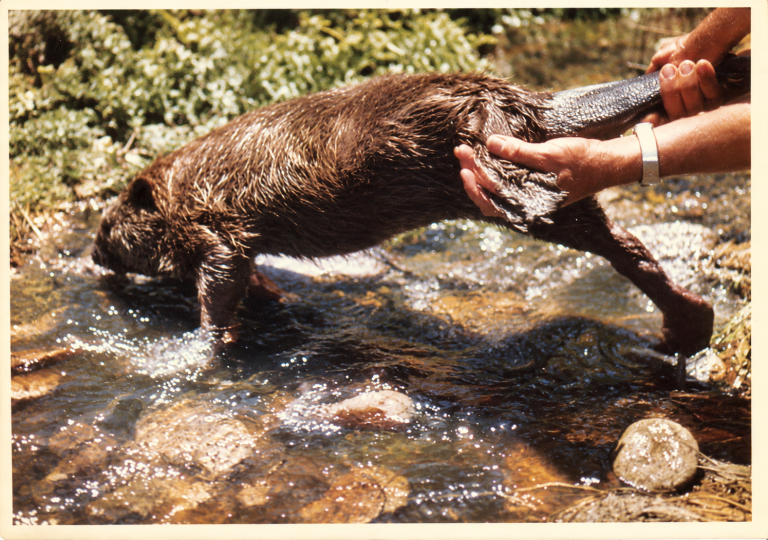 A little history: Beavers and the people who love them