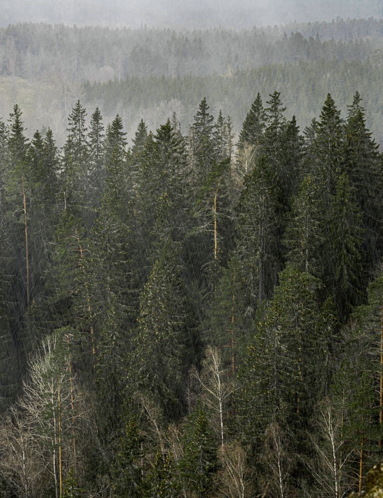 Aerial view of lush evergreen trees shrouded in mist, perfect for nature lovers.