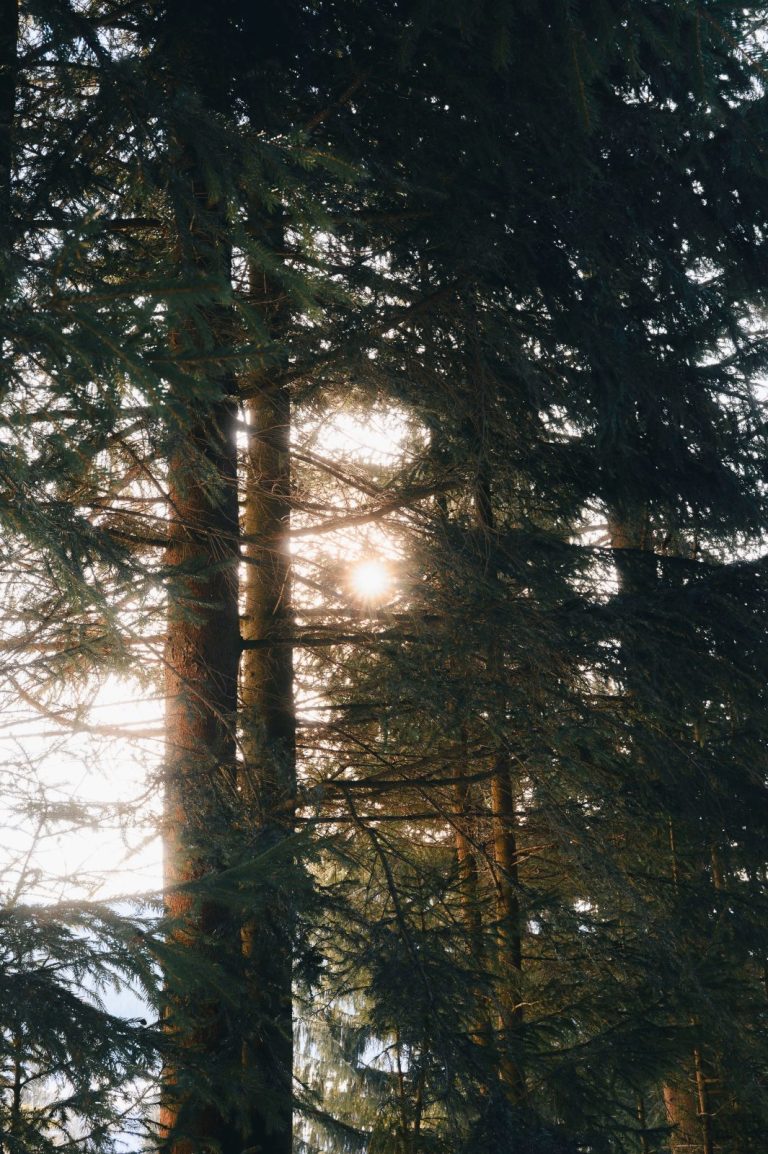 Stock photo for illustration: A serene view of sunlight filtering through the dense canopy of pine trees in a forest setting.
