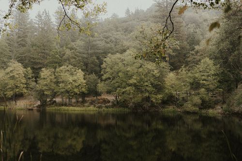 Forest and calm water in Idyllwild-Pine Cove