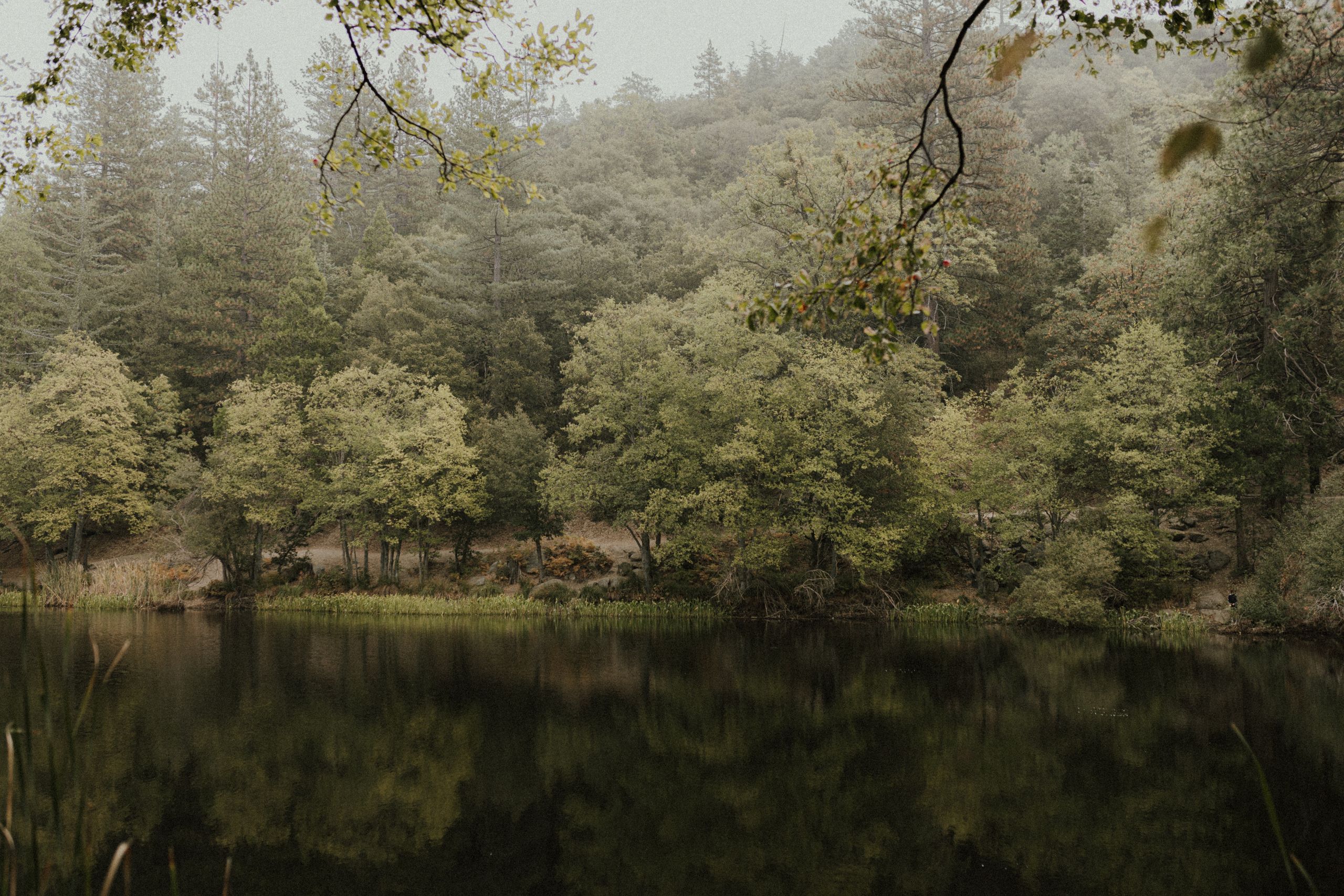 Tranquil forest scene with calm reflections in Idyllwild-Pine Cove, CA.