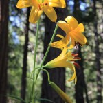Recovery: Saving the lemon lily and mountain yellow-legged Frog