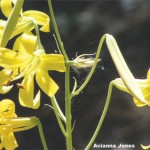 Welcome to Idyllwild’s 2nd-annual Lemon Lily Festival